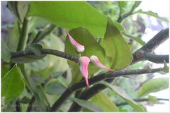 Pedilanthus tithymaloides